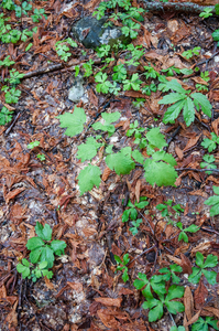 0043-actaea-spicata-Christoffelkruid-Fagus-sylvatica-woods