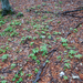 0044-Bolletjeskers-Cardamine-bulbifera-Fagus-sylvatica-woods