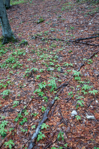 0044-Bolletjeskers-Cardamine-bulbifera-Fagus-sylvatica-woods