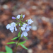 0045-Bolletjeskers-Cardamine-bulbifera-Fagus-sylvatica-woods