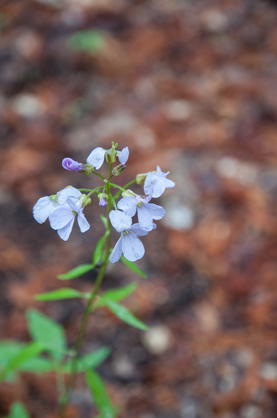 0045-Bolletjeskers-Cardamine-bulbifera-Fagus-sylvatica-woods