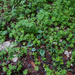 0047-galium-odoratum-lievevrouwbedstro-Fagus-sylvatica-woods