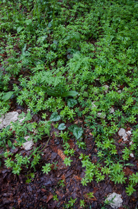 0047-galium-odoratum-lievevrouwbedstro-Fagus-sylvatica-woods