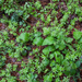 0048-pulmonaria-hirta-(Pulmonaria-filarczkyana)-woods-