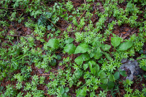 0048-pulmonaria-hirta-(Pulmonaria-filarczkyana)-woods-