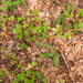0004-Bosorchis---Dactylorhiza-maculata-subsp.-fuchsii-cool-woods-