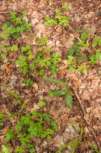 0004-Bosorchis---Dactylorhiza-maculata-subsp.-fuchsii-cool-woods-