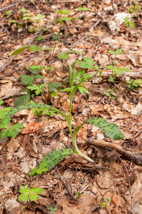 0005-Bosorchis---Dactylorhiza-maculata-subsp.-fuchsii-cool-woods-
