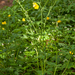 0010-Ranunculus-lanuginosus-woods-and-glades