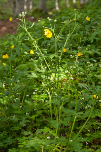 0010-Ranunculus-lanuginosus-woods-and-glades