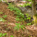 0018-Cardamine-enneaphyllos-fagus-sylvatica-woods