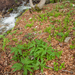 0019-Cardamine-enneaphyllos-en-bolletjeskers