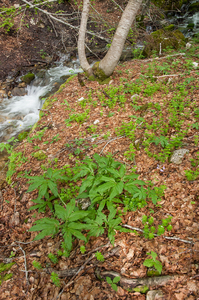 0019-Cardamine-enneaphyllos-en-bolletjeskers