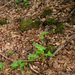 0020 gevlekte-aronskelk-Arum-maculatum-open-woods