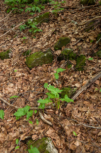 0020 gevlekte-aronskelk-Arum-maculatum-open-woods