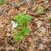 0027-Kruisbes-Ribes-uva-crispa-fagus-sylvatica-wood-glades-scrub-