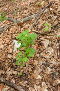 0027-Kruisbes-Ribes-uva-crispa-fagus-sylvatica-wood-glades-scrub-
