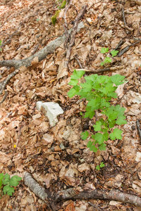 0026-Kruisbes-Ribes-uva-crispa-fagus-sylvatica-wood-glades-scrub-