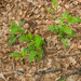 0028-Hokjespeul-Astragalus-glycyphyllos-deciduous-woods-uncultiva