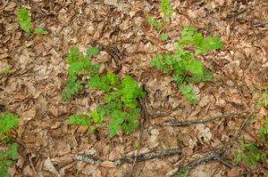 0028-Hokjespeul-Astragalus-glycyphyllos-deciduous-woods-uncultiva