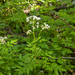 0030-schermbloem-onbekend-bij-water