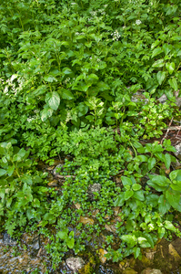 0033-schermbloem-onbekend-bij-water