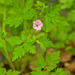 0039-Robertskruid-Geranium-robertianum-woods-hedges-shady-cliffs-