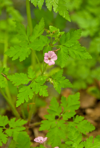 0039-Robertskruid-Geranium-robertianum-woods-hedges-shady-cliffs-