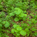 0045-adenostyles-alpina-damp-margins-of-fagus-sylvatica-woods-in-