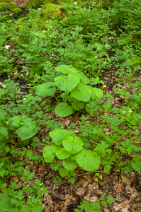 0045-adenostyles-alpina-damp-margins-of-fagus-sylvatica-woods-in-