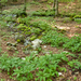 0046-Cardamine-enneaphyllos