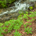 0047-Cardamine-enneaphyllos