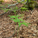 0050-Cardamine-enneaphyllos