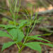 0051-Cardamine-enneaphyllos