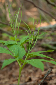 0051-Cardamine-enneaphyllos