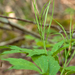 0052-Cardamine-enneaphyllos