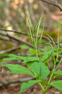 0052-Cardamine-enneaphyllos