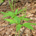 0053-Cardamine-enneaphyllos