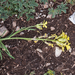 0024-Erysimum-pseudorhaeticum