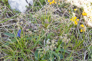 0039-Trinia-dalechampii stony slopes pastures at high altitude