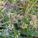 0041-Trinia-dalechampii-stony-slopes-pastures-at-high-altitude