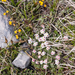 0042-Androsace-villosa-stony-mountain-tops
