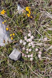 0042-Androsace-villosa-stony-mountain-tops