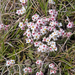 0043-Androsace-villosa-stony-mountain-tops
