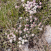 0044-Androsace-villosa-stony-mountain-tops