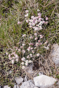 0044-Androsace-villosa-stony-mountain-tops