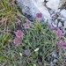 0045-Anthyllis-montana