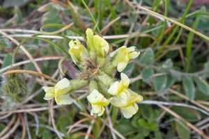 0047-Oxytropis-pilosa-stony-meadows-at-high-altitude