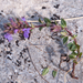0049-Alpine-Rock-Thyme-Acinos-alpinus-clinopodium-alpinum