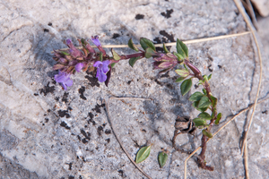 0049-Alpine-Rock-Thyme-Acinos-alpinus-clinopodium-alpinum